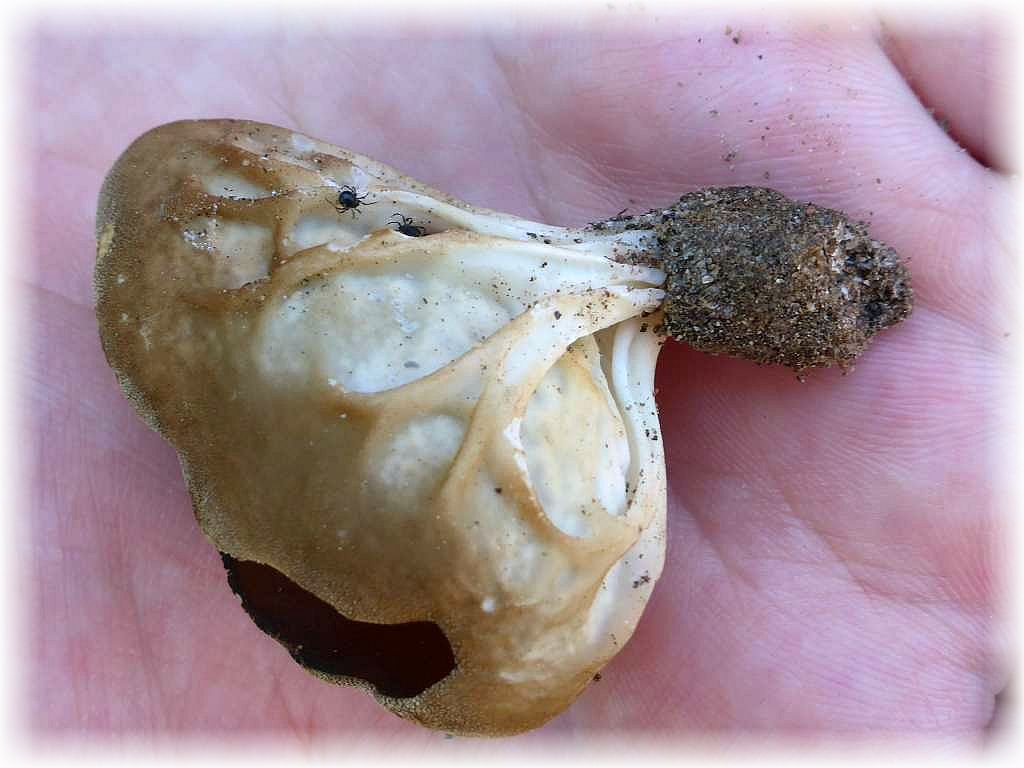 Direkt am Wanderweg unter Laubbäumen fanden wir ein einziges Exemplar der Hochgerippten Becherlorchel (Helvella acetabulum). Die häufige Art kann gegessen werden.