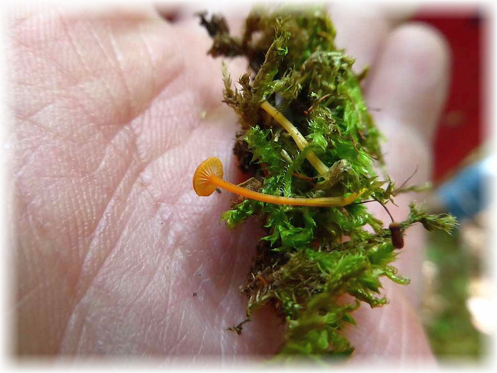 In den Moospolstern erscheinen nun auch die sehr kleinen, aber hübschen Heftel - Nabelinge (Rickenella fibula).