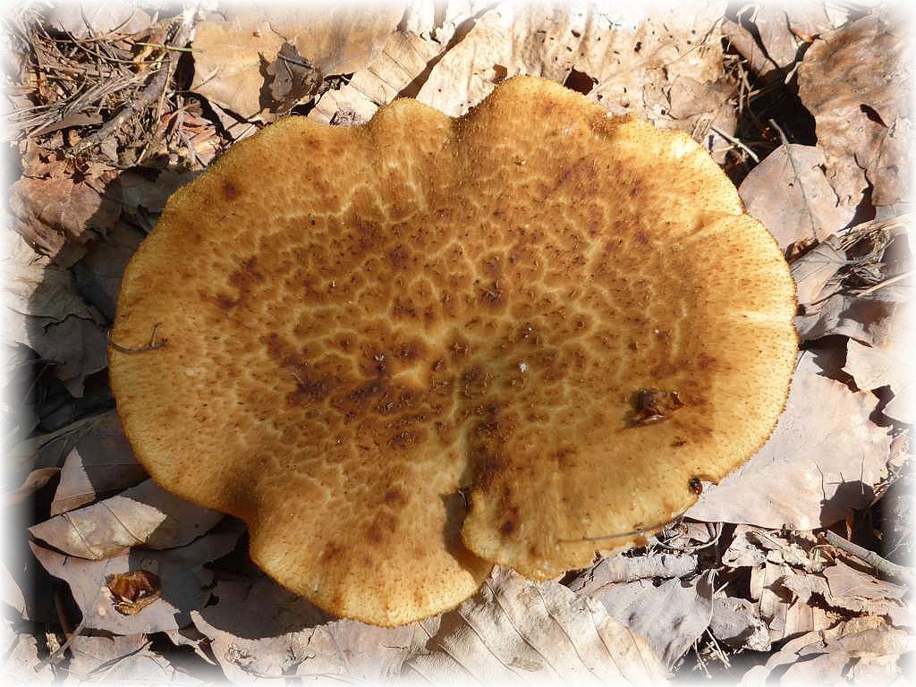 Ein dekorativer Sklerotien - Porling (Polyporus tuberaster) scheinbar auf dem Waldboden. Er wuchs aber auf einem in der Laubstreu verstecktem Ast.