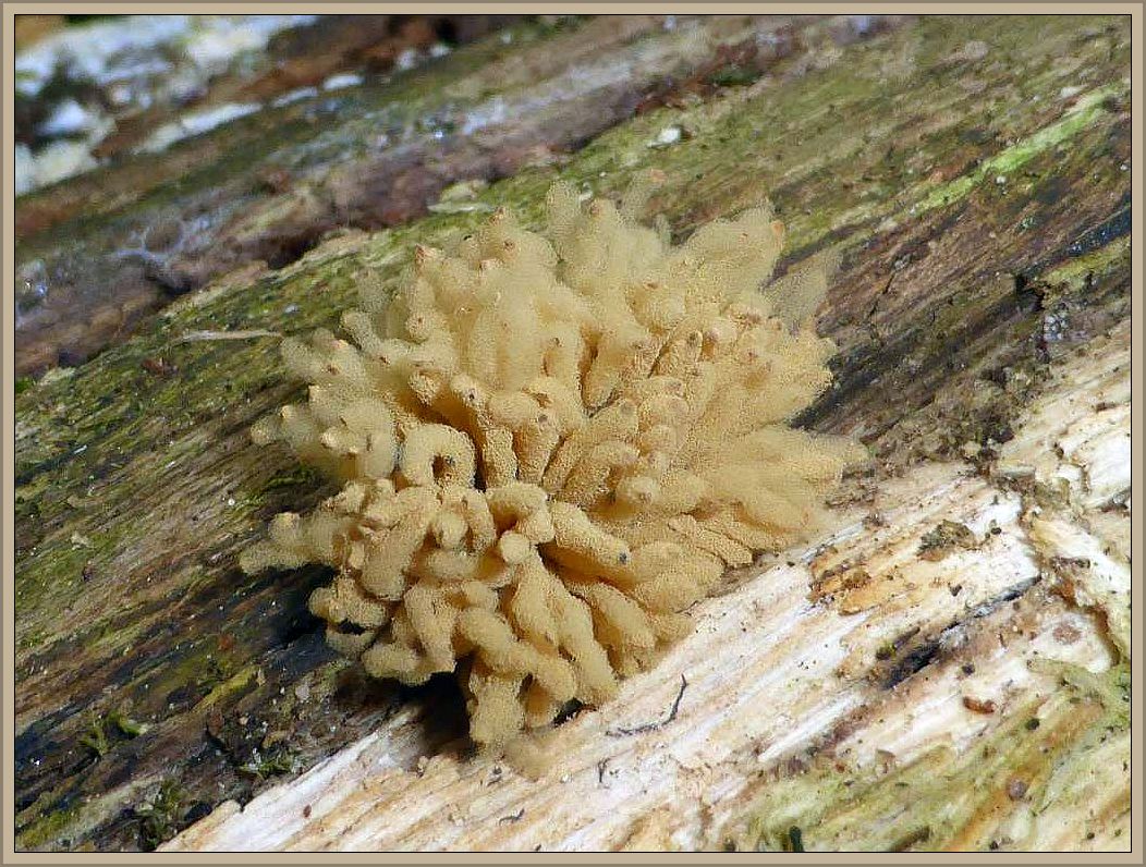 Faszinierend waren diese Myxomyceten an altem Eichenholz, also Schleimpilze. Die Art konnte ich nicht bestimmen, aber vieleicht hat ja jemand eine Idee. Standortfoto im Everstorfer Forst, MTB: 2133/1.