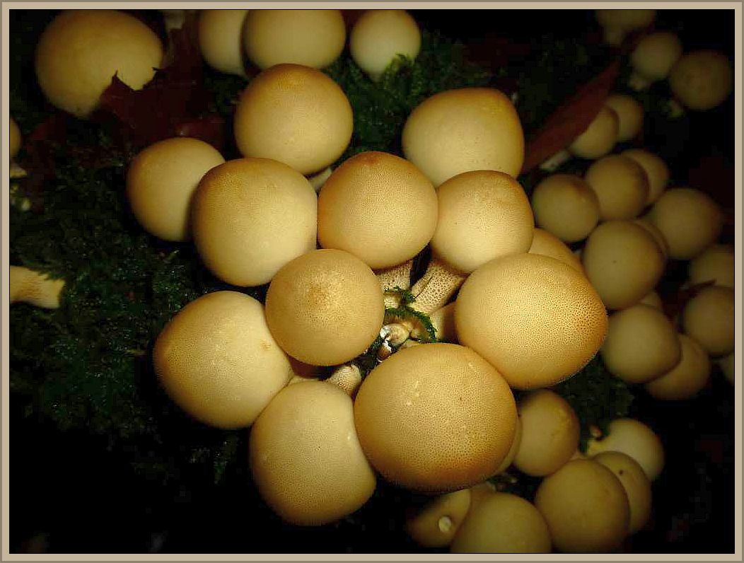 Birnen - Stäubling (Lycoperdon pyriforme). Dieser gelbbräunliche, birnenförmige Stäubling wächst besonders im Herbst an alten, morigen Laubholzstubben und deren auslaufenden Wurzelresten im Erdreich, daher auch scheinbar auf der Erde. Da er gummiartig zäh ist gilt er eher als ungenießbar.