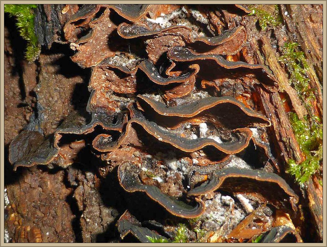 Dachziegelige Konsolen des Rotbraunen Borstenscheiblings (Hymenochaete rubiginosa) an einem alten Eichen - Stubben.