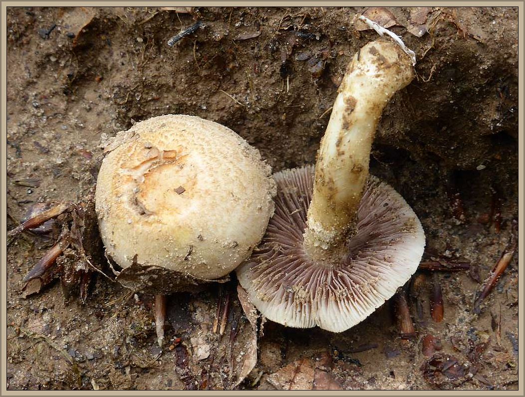 Zwei auf den ersten Blick ähnliche Pilzarten am Rande eines angrenzenden Maisfeldes.. Links ein Zwerg - Champignon und rechts ein Krönchen - Träuschling (Stropharia coronilla). Beide essbar.