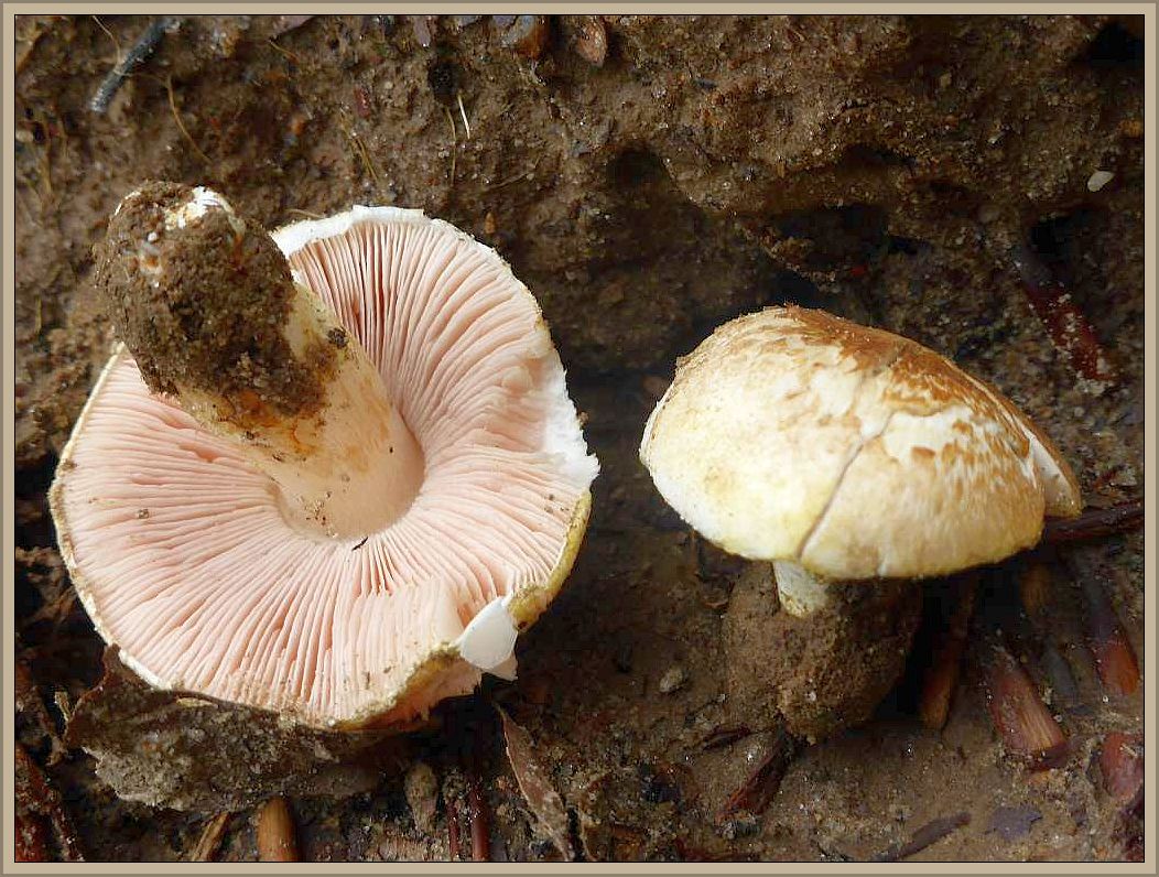 Bei dem Champignon dürfte es sich um den Ockerfarbenen Zwerg - Champigon (Agaricus lutosus) handeln. Die Pilze dufteten stark anisartig. 