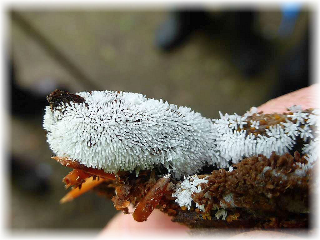 Der filigrane Geweihförmige Schleimpilz (Ceratiomyxa fructiculosa) gehört nicht zu den echten Pilzen. Schleimpilze bilden den Übergang vom Pilz- in das Tierreich.