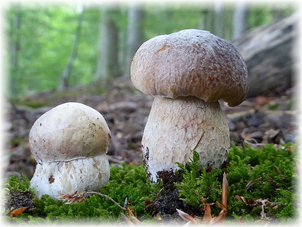 Die Laubwald - Form des Fichten - Steinpilzes (Boletus edulis). Sie schoben hier heute ganz jung aus dem hageren Waldboden.