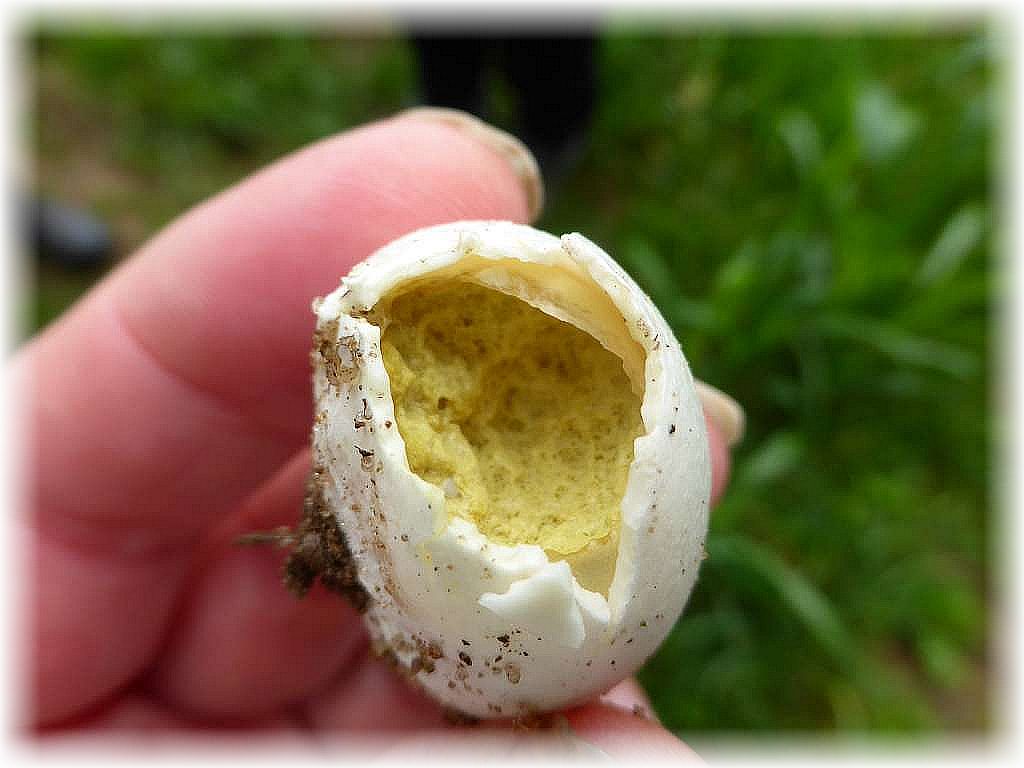 Dieser Eierbovist, der gerne grasige. offenere Stellen besiedelt, sah von außen noch weiß und frisch aus. Beim Druck platzte aber die Eierschale auf und im inneren war der Reifeprozeß schon voll im gange. Essbar sind sie nur, wenn sie noch Druckfest und auch im inneren weiß sind.