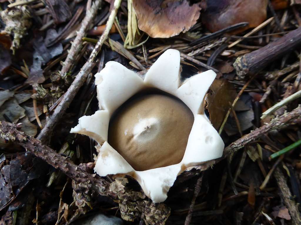 Einer der ersten Pilze, die mich im Fichtenwald begrüßten, war dieser, sich gerade öffnende Wimpern - Erstern (Geastrum fimbriatum).