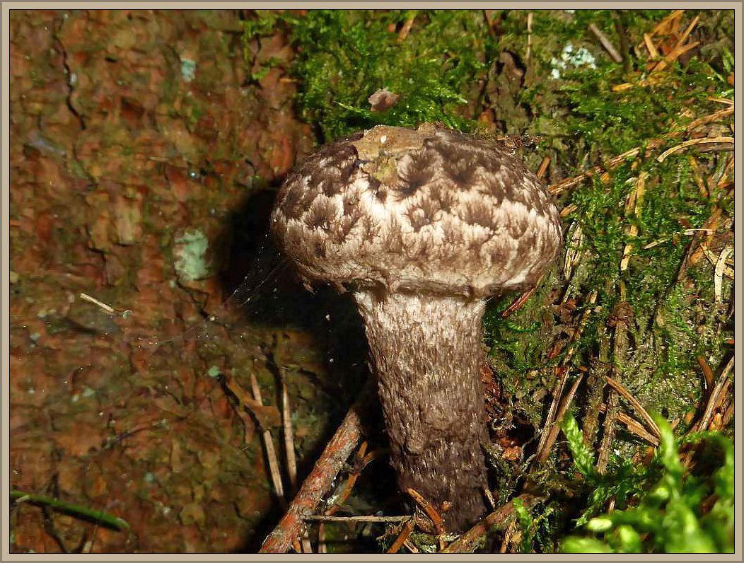 Auch der alte Mann des Waldes, der Strubbelkopf (Strobilomyces floccopus) ist bei uns unter Rotbuchen anzutreffen, in den Gebirgen jedoch im Fichten/Tannenwald.