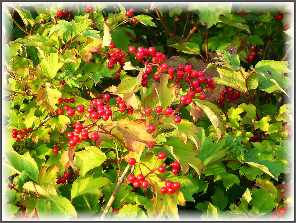 k-p1280101 Die Sommersonne hat inzwischen auch viele weitere Früchte zur Reifung gebracht, die farbenfroh in der Abendsonne leuchteten.