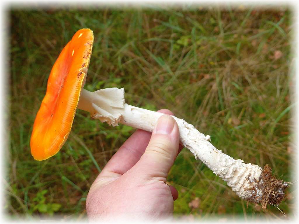 Auch dieser Orangegelbe Fliegenpilz (Amanita muscaria) war im tiefen Moos versteckt, so dass nur sein Hut heraus schaute. Die weißen Hüllreste, die in der REgel den Hut schmücken, wurden vom nächtlichen Regen abgespült.