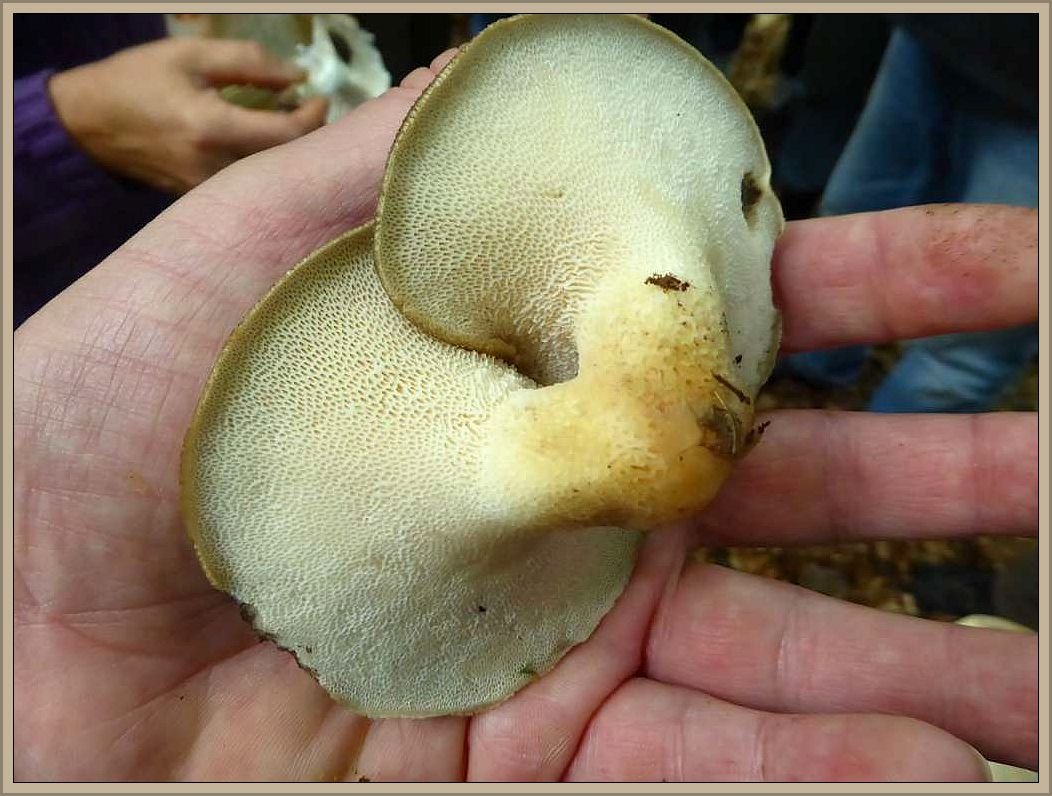 Gut sind die ziemlich weiten Poren auf der Unterseite zu erkennen. Der Pilz könnte zwar gegessen werden, ist aber recht zäh und gummiartig biegsam.