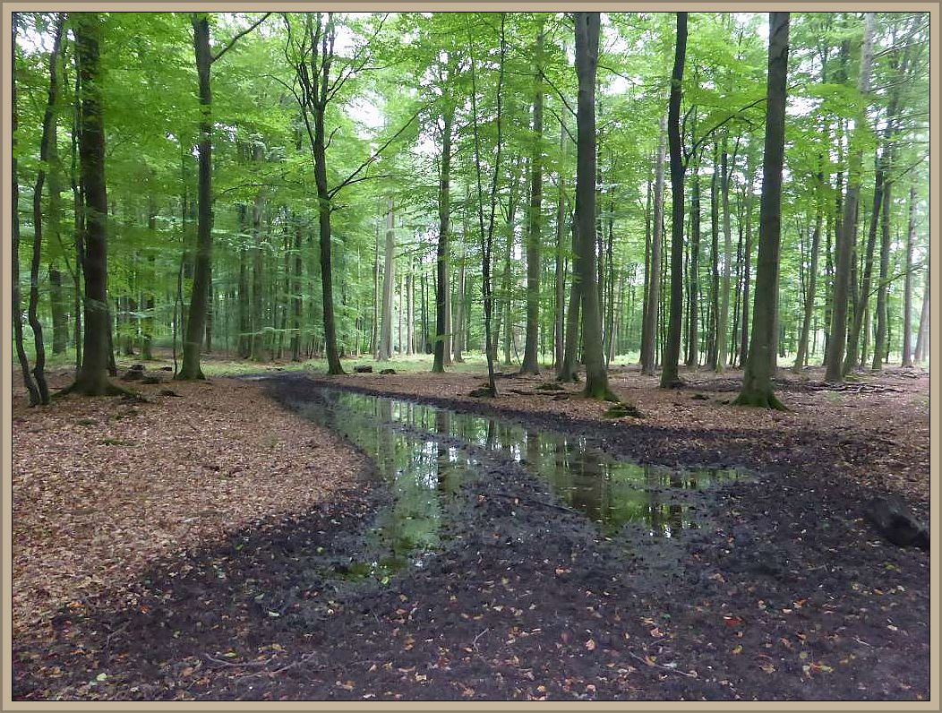 Etwas im Vorteil sind die Wälder in Schleswig - Holstein, wo es am vergangenen Wochende nenneswert geregnet, wie hier im Sachsenwald bei Hamburg. Das Foto habe ich am Mittwoch aufgenommen.