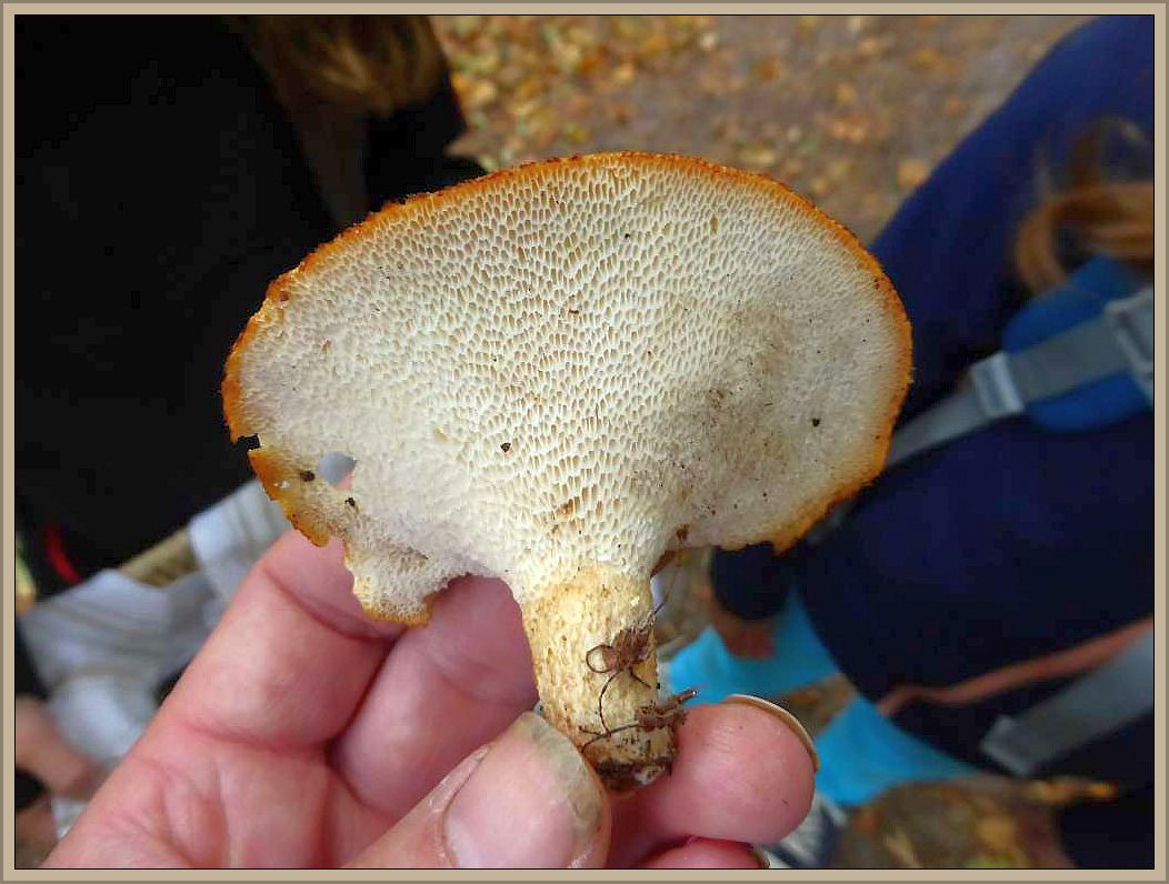 Der selbe Pilz von unten. Es ist ein Sklerotien - Porling (Polyporus tuberaster), der ganz jung auch gegessen werden kann.