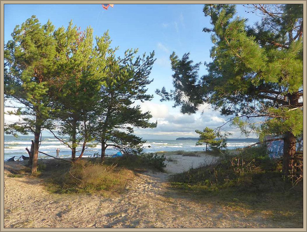 k-p1300863 Blick auf die Prorer Wiek von den Sanddünenkiefern aus. Dieser interessante Kiefernsaum zwischen Stran und dem KDF - Komplex, in dem auch die Jugendherberge integriert ist, sieht aus pilztechnischer Hinsicht sehr interessant aus, hatte aber bis auf wenige frische Stäublinge kaum Frischpilze zu bieten