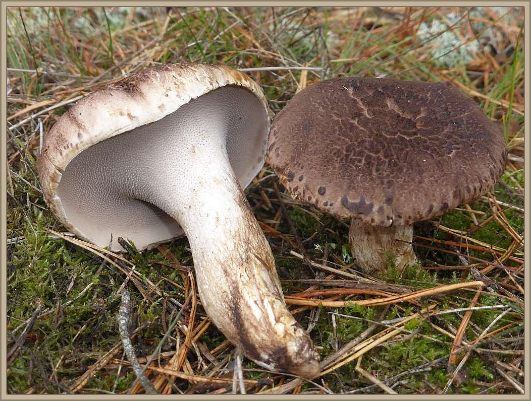 Der Steinpilz » Wetter und Pilze im Raum Nordwestmecklenburg