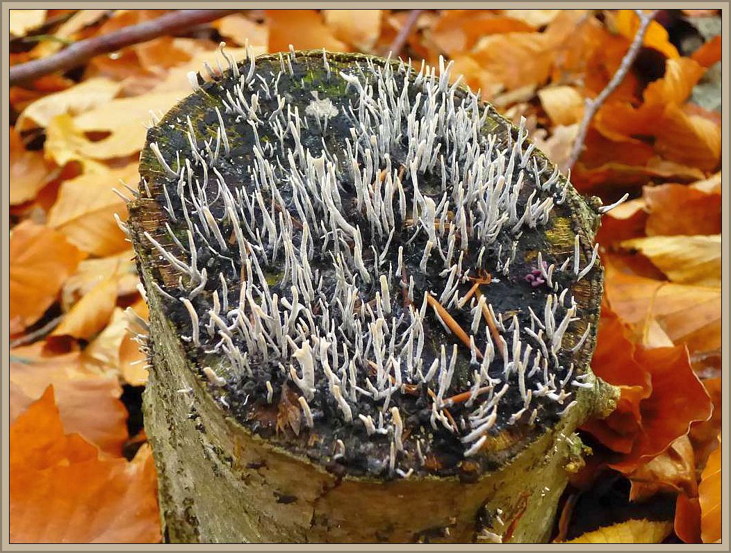Geweihförmige Holzkeule (Xylaria hypoxylon). Ab den Spätherbst ist dieser Ascomycet an vielen alten Buchenbstubben zu sehen. Die geweihförmig verzweigten Keulchen können bis 5 cm hoch werden. Sind im unteren Bereich schwarz und zu den Verzweigungen grauweißlich gefärbt. Ungenießbar.