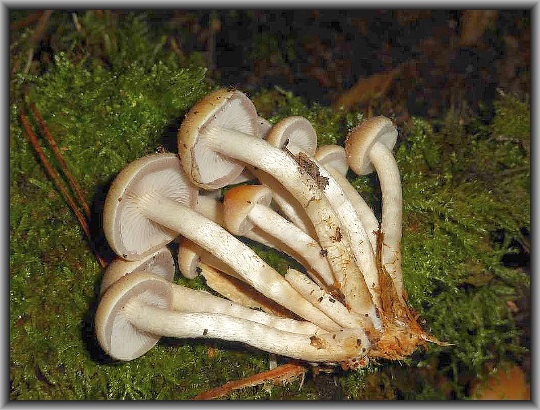nur an Nadelholzstubben finden wir im Winterhalbjahr den überaus leckeren Graublättrigen Schwefelkopf (Hypholoma capnoides).