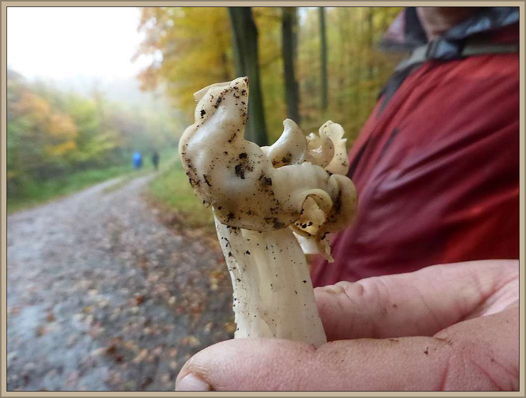 Und dabei entdeckte unser Pilzfreund Peter Kofahl am Wegesrand die erste Herbst - Lorchel (Helvella crispa) der Saison. Essbar.