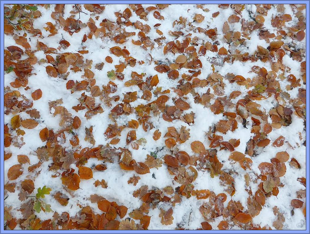 Nach dem verfrühten Schnee fällt nun auch das letzte Laub von den Bäumen.