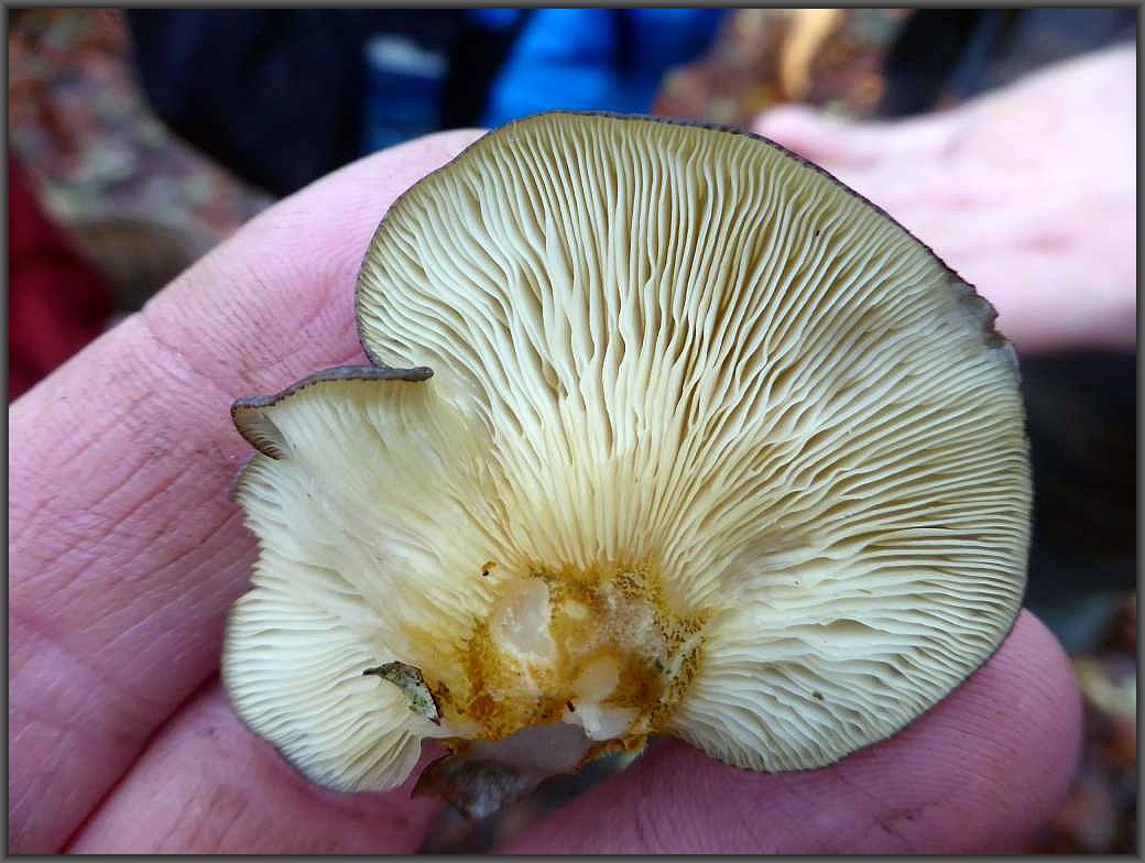 Der Gelbstielige Muschelseitling (Sarcomyxa serotina) kann leicht mit dem Austern - Seitling verwechselt werden. Dieser besitzt aber kein gelbgrünlichen Färbungen auf Hut und Stielansatz. Gezeigte Art ist minderwertig und kann bitter schmecken.