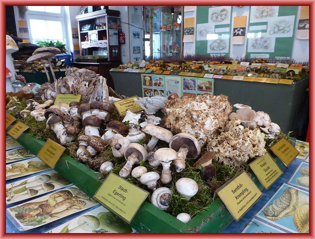 k-p1300164 Großpilzausstellung im trockenen Herbst 2016 zum 1. Tag der Pilze am 24. September 2016 im mykologischen Informationszentrum Steinpilz - Wismar.