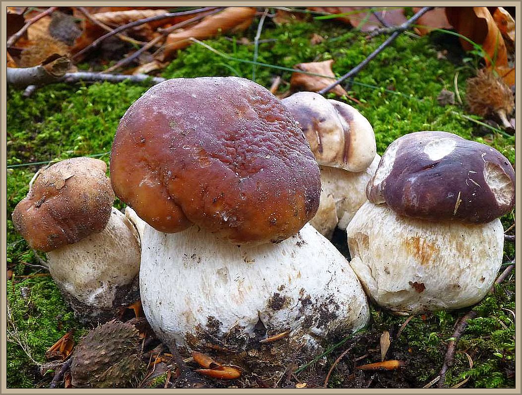 k-p1180165 Frieder Gröger schreibt in seinen beliebten Büchlein Pilze und Wildfrüchte folgendes zu Steinpilzen: Vorzüglicher, festfleischiger Pilz mit ausgezeichnetem Aroma. Am besten gebraten. Getrocknet von allerbester Würzkraft!