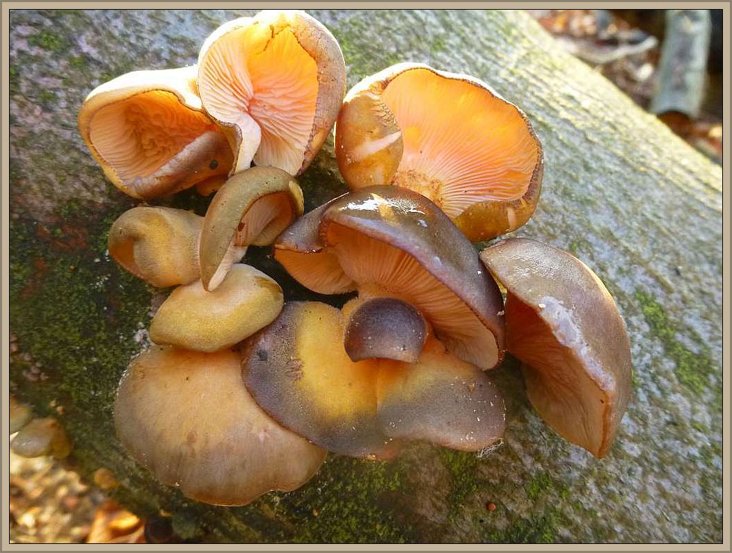 Auch der Gelbstielige Muschelseitling (Sarcomyxa serotina) ist ein charakteristischer Spätherbstpilz an Laubholz. Da er oft bitterlich schmeckt, ist er als Speisepilz nicht zu empfehlen.
