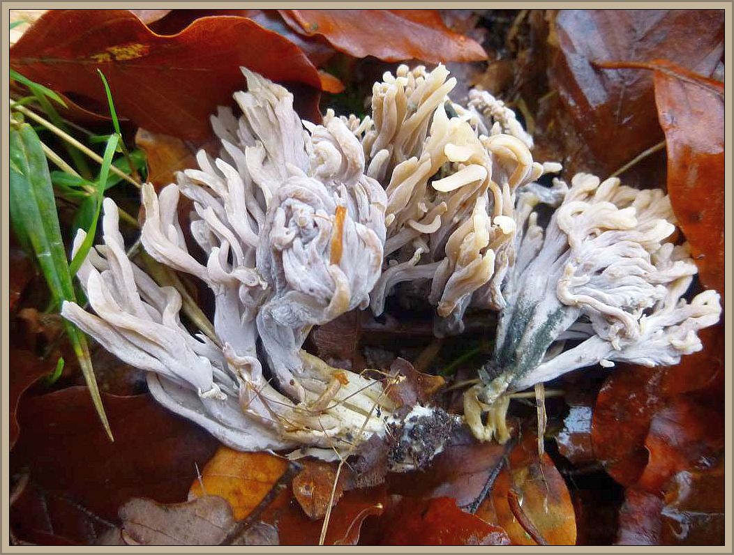Grauer Korallenpilz (Clavulina cenerea. Aschgrauer Korallenpilz, mit stark verzweigten, dicklichen Ästen. Manchmal etwas lila angehaucht oder sogar schwärzlich. Bis 10 cm hoch. Im Herbst häufig in Wäldern und Mooren. Nicht empfehlenswert.