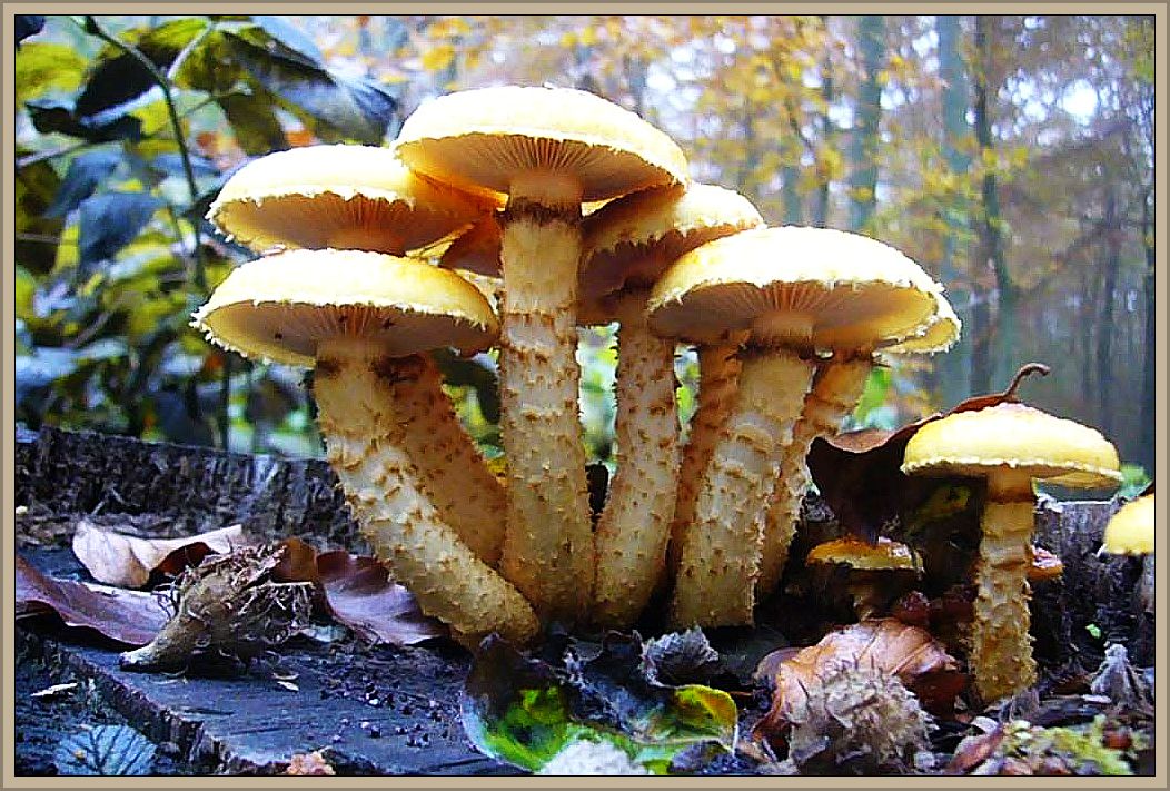 k-p1270351 Einer der schönsten und imposantesten Großpilze des Spätherbstes, Winters und Frühlings ist der Goldfell - Schüppling (Pholiota aurivella). Auch wenn die Pilze durch ihre Schönheit das Auge befriedigen, für den Kochtopf sind sie nicht empfehlenswert. Aber darum geht es heute auch garnicht, Kartieren ist angesagt.
