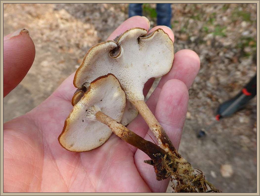 Der Winterstielporling (Polyporus brumalis), mit seinen weiten Poren, wird nun bald vom engporigen Maistielporling abgelöst. Ungenießbar. 