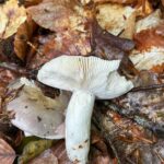 IMG-20250525-WA0010