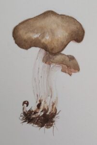 Schildrötling (Entoloma clypeatum) von Sylvana als Aquarell festgehalten Foto: Sylvina Zander